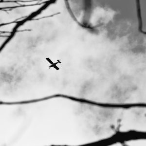 L'Oiseau de Fer