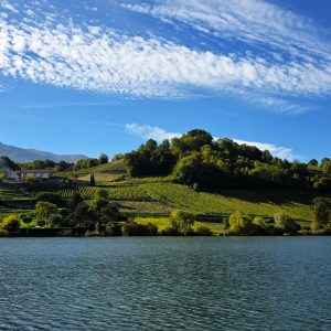 Le Temps des Vignes